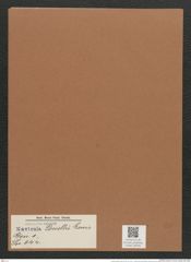 Navicula powellii Lewis (de-Toni-Nr.: Genus 1, Species 644) Zeichnungen Sammlung Grunow Mappe 00548 (Herbarium_W_Grunow_drawings_Folder_00548)